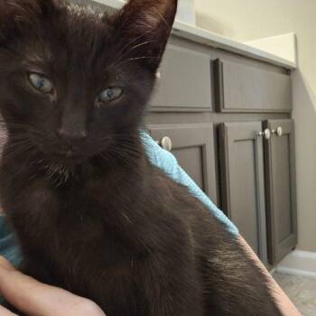 Walnut -  Domestic Short Hair Cat for Adoption in Fishers, Indiana - Walnut | PetCurious