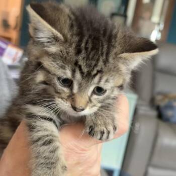 Domestic Short Hair Cats Available for Adoption in West Des Moines, Iowa - Roo | PetCurious