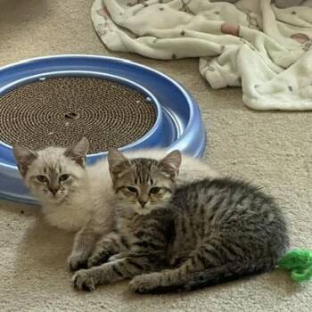Luke and Laia -  Siamese Cat for Adoption in Potomac, Maryland - Luke And Laia | PetCurious