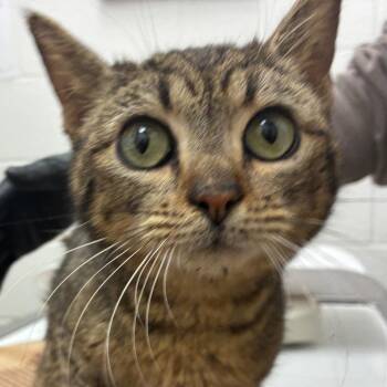 Blossom -  Domestic Short Hair Cat Available for Adoption in Corpus Christi, Texas - Blossom | PetCurious