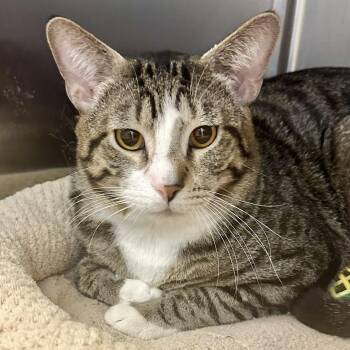 Dewey -  Domestic Short Hair Cat for Adoption in Reisterstown, Maryland - Dewey | PetCurious