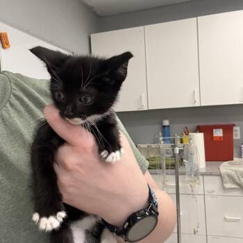 Reginold -  Domestic Short Hair Cat for Adoption in Spokane, Washington - Reginold | PetCurious