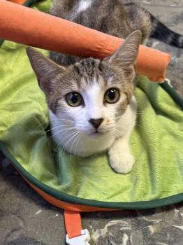 Layaway -  Domestic Short Hair Cat for Adoption in Hamburg, New York - Layaway | PetCurious