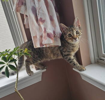 Rescue Domestic Short Hair Cats for Adoption in Winslow Township, New Jersey - Pumpkin | PetCurious