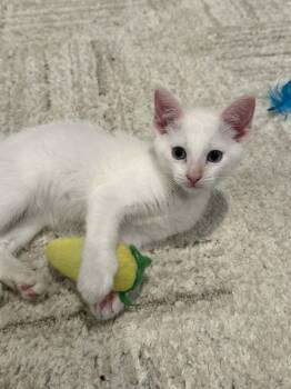 Pico -  Siamese Cat for Adoption in Overland Park, Kansas - Pico | PetCurious