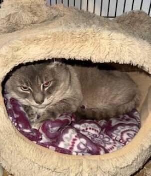 Siamese and Domestic Medium Hair Cats Available for Adoption - Chaos | PetCurious