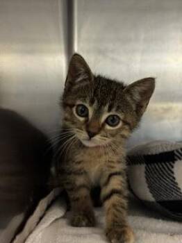 Ava -  Domestic Short Hair Cat for Adoption in Roseville, California - Ava | PetCurious