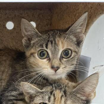 Zuma -  Domestic Short Hair Cat for Adoption in Philadelphia, Pennsylvania - Zuma | PetCurious
