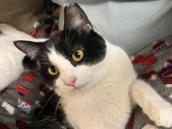 Rescue Domestic Short Hair Cats for Adoption in Cleveland, Ohio - EVERLY & EDDIE | PetCurious