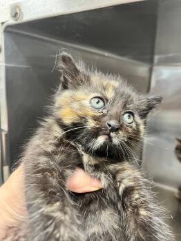 Domestic Short Hair Cats Available for Adoption in Hopkinsville, Kentucky - Babyface | PetCurious