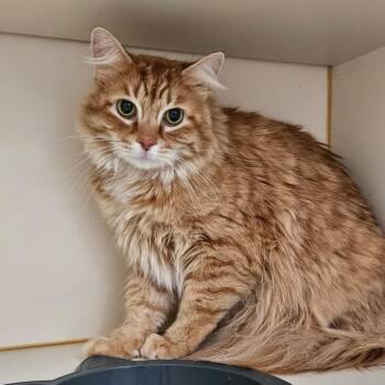Domestic Long Hair Cats Available for Adoption in Idaho Falls, Idaho - Chester | PetCurious