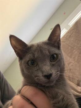 Domestic Short Hair Cats Available for Adoption - Edith | PetCurious