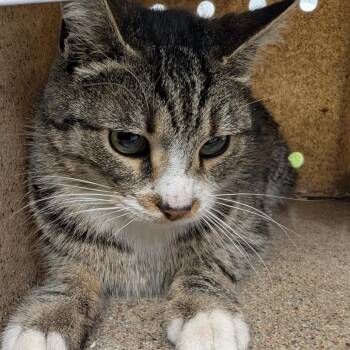 Domestic Short Hair Cats Available for Adoption - Lonna | PetCurious