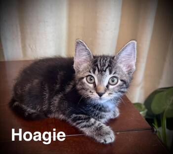 Hoagie -  Domestic Short Hair Cat for Adoption in Avoca, Pennsylvania - Hoagie | PetCurious