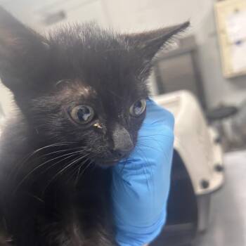 Binky -  Domestic Short Hair Cat for Adoption in Summerville, South Carolina - Binky | PetCurious