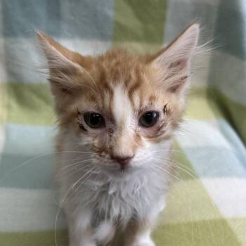 Lars -  Domestic Medium Hair Cat for Adoption in West Point, Mississippi - Lars | PetCurious