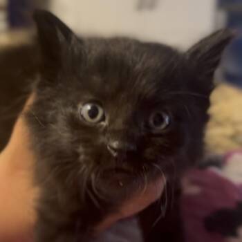 Domestic Short Hair Cats Available for Adoption - Black Cat | PetCurious