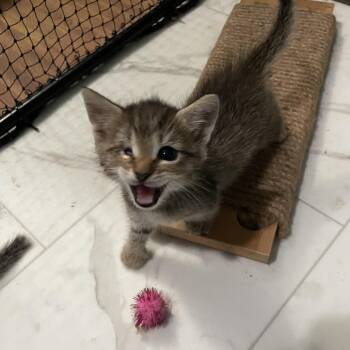 Graham -  Domestic Short Hair Cat for Adoption in Ridgely, Maryland - Graham | PetCurious