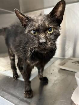 Domestic Short Hair Cats Available for Adoption in Westminster, Maryland - SALEM | PetCurious