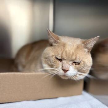 Dragonite -  Domestic Short Hair Cat for Adoption in Newark, New Jersey - Dragonite | PetCurious