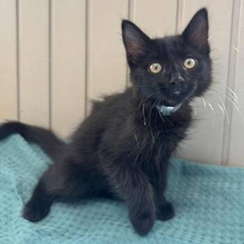 Purrito -  Domestic Medium Hair Cat for Adoption in Long Beach, California - Purrito | PetCurious
