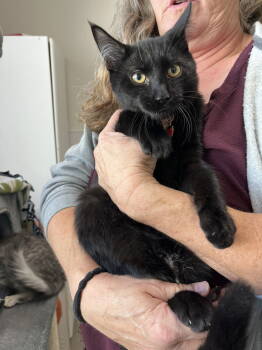 Rescue Domestic Short Hair Cats for Adoption in Emmett, Idaho - Kitten - Alder | PetCurious
