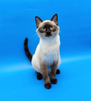 Tiramisu -  Domestic Short Hair Cat for Adoption in Springfield, Missouri - Tiramisu | PetCurious