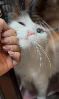 Astrid -  Domestic Long Hair and Snowshoe Cat for Adoption in West Mifflin, Pennsylvania - Astrid | PetCurious