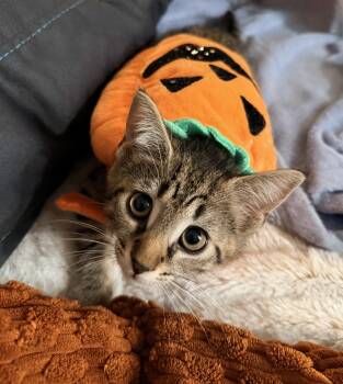 Finn - Brave, Athletic & Food-Loving Tabby -  Domestic Short Hair Cat for Adoption - Finn - Brave, Athletic & Food-Loving Tabby | PetCurious