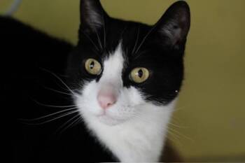 Waverly -  Domestic Short Hair Cat for Adoption in Liverpool, New York - Waverly | PetCurious