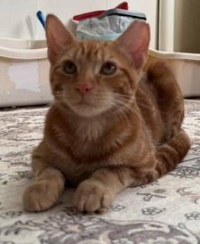 Cider -  Domestic Short Hair Cat for Adoption in Lemoyne, Pennsylvania - Cider | PetCurious