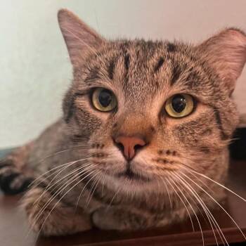 Chunky -  Domestic Short Hair Cat for Adoption in Houston, Texas - Chunky | PetCurious
