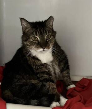 Rescue Domestic Short Hair Cats for Adoption in Boston, Massachusetts - TIGER | PetCurious