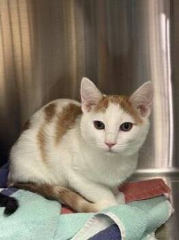 Rocklin -  Domestic Short Hair Cat for Adoption in Roseville, California - Rocklin | PetCurious