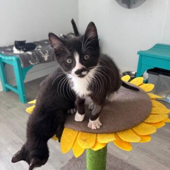 Domestic Short Hair Cats Available for Adoption - Phil | PetCurious