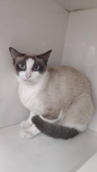 Domestic Short Hair Cats Available for Adoption in Corpus Christi, Texas - Jane | PetCurious