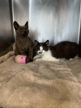 MIKLOS* -  Domestic Short Hair Cat for Adoption in Santa Cruz, California - MIKLOS* | PetCurious