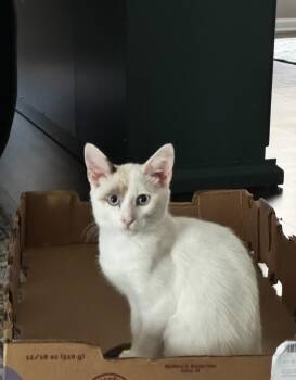 Lovey -  Siamese Cat for Adoption in Clayton, New Jersey - Lovey | PetCurious