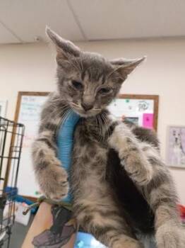 Tony -  Domestic Short Hair Cat for Adoption in Palm Coast, Florida - Tony | PetCurious