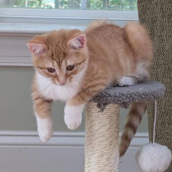 Domestic Short Hair Cats Available for Adoption in Fairfax Station, Virginia - Venus | PetCurious