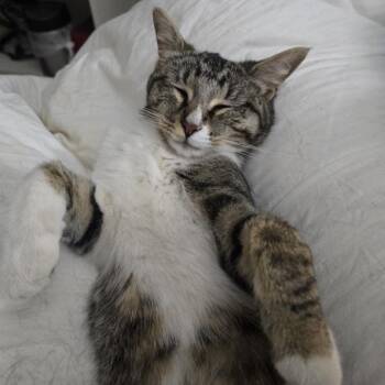 Bickery -  Domestic Medium Hair Cat for Adoption in Springfield, Oregon - Bickery | PetCurious