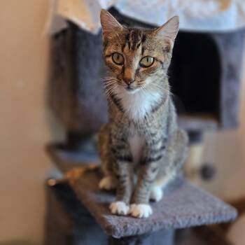 Tabitha -  Tabby Cat for Adoption in Atglen, Pennsylvania - Tabitha | PetCurious