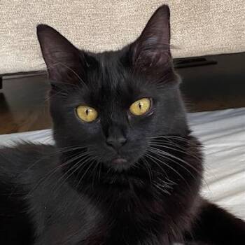 ZULA -  Domestic Medium Hair Cat for Adoption in Campbell River, British Columbia - ZULA | PetCurious