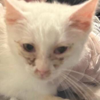 Welches Cran-Grape Fruit Concentrate -  Domestic Medium Hair Cat for Adoption in Charleston, West Virginia - Welches Cran-Grape Fruit Concentrate | PetCurious