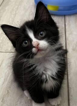 Gurkie -  Domestic Short Hair Cat for Adoption in Cottonwood, Arizona - Gurkie | PetCurious