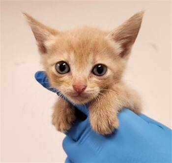 A2476337 -  Domestic Short Hair Cat for Adoption in Fort Lauderdale, Florida - A2476337 | PetCurious