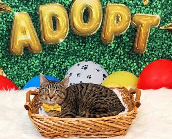 Rescue Domestic Short Hair Cats for Adoption in Overland Park, Kansas - Valentina & Fabio | PetCurious