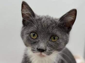 Tilly -  Domestic Short Hair Cat for Adoption in Portland, Oregon - Tilly | PetCurious