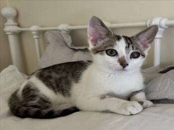 *MOCHI -  Domestic Short Hair Cat for Adoption in Woodland, California - *MOCHI | PetCurious