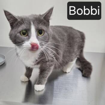 Domestic Short Hair Cats Available for Adoption - Bobbi | PetCurious